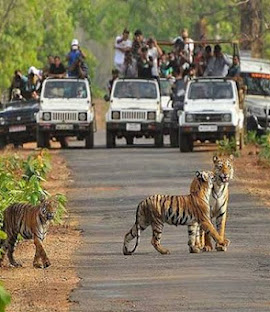 Ranthambore National Park, Rajasthan